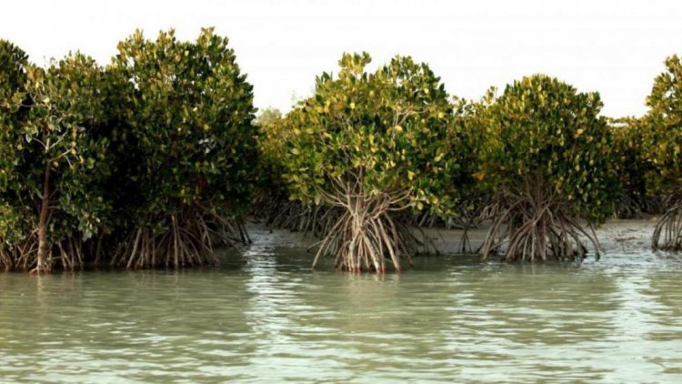 Qeshm Island,the biggest island of Iran